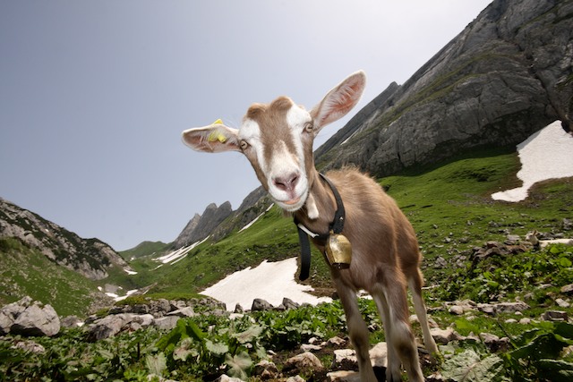 Alpstein 9